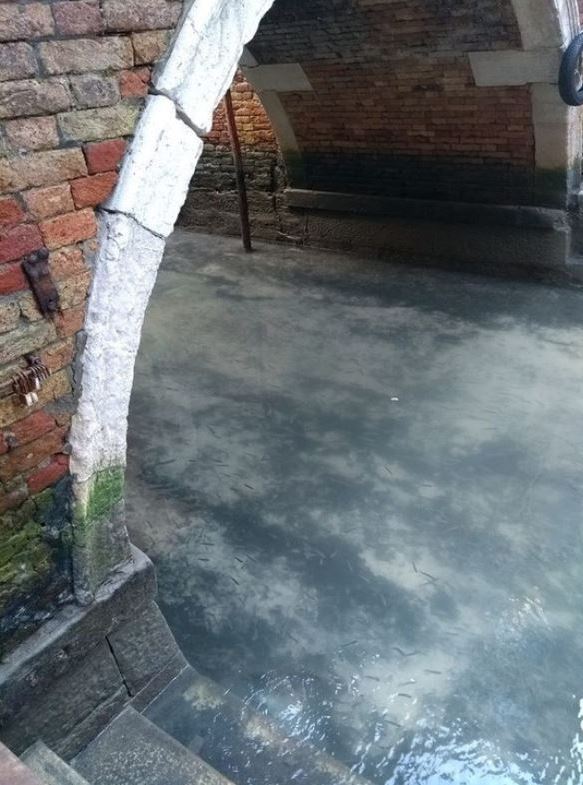 L'acqua di Venezia beneficia dell'assenza dell'uomo