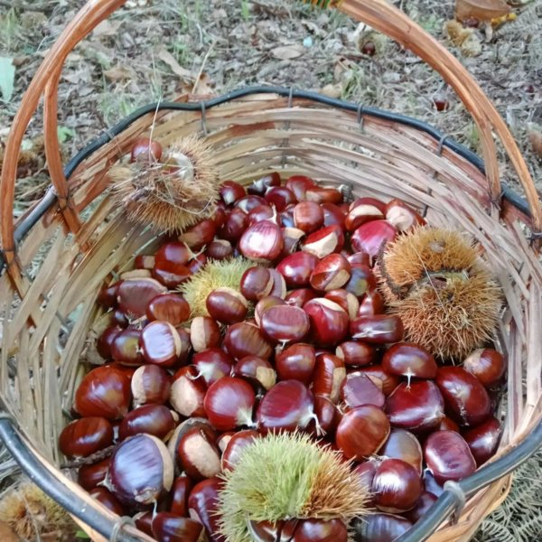 Sagra della castagna